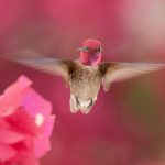 Hummingbird in Flight