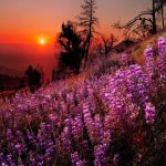 flower--field-40257